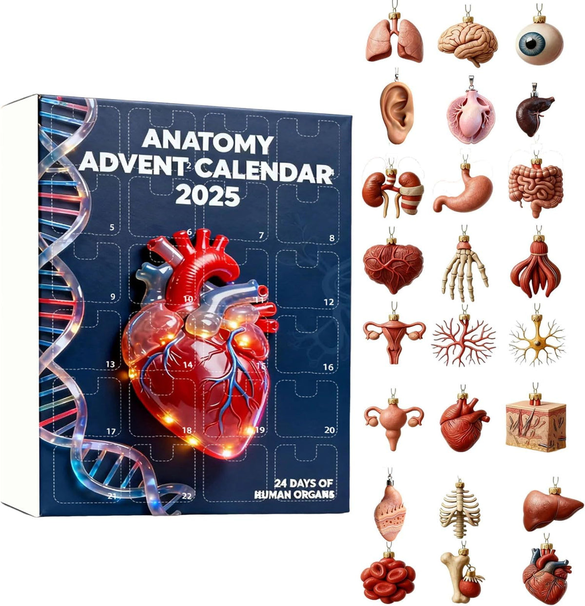 2025 Anatomy Advent Calendar Christmas Advent Calendar 24 Days With Human Organs As Ornaments Mini Models Of Human Organs