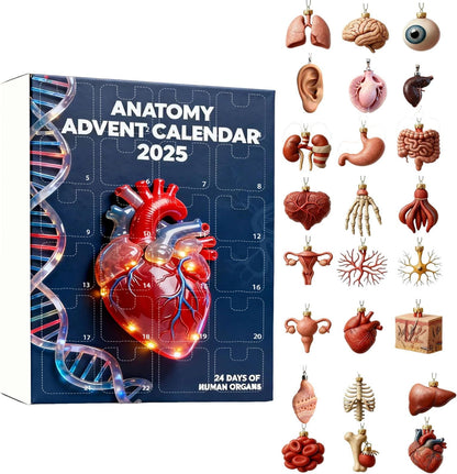 2025 Anatomy Advent Calendar Christmas Advent Calendar 24 Days With Human Organs As Ornaments Mini Models Of Human Organs