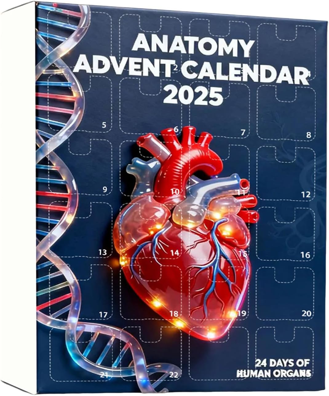 2025 Anatomy Advent Calendar Christmas Advent Calendar 24 Days With Human Organs As Ornaments Mini Models Of Human Organs