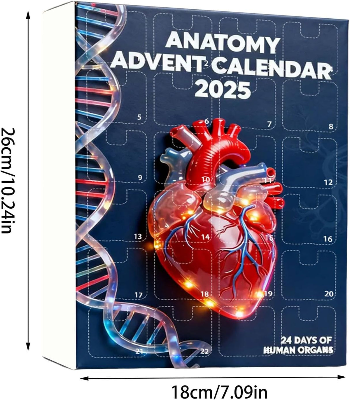 2025 Anatomy Advent Calendar Christmas Advent Calendar 24 Days With Human Organs As Ornaments Mini Models Of Human Organs