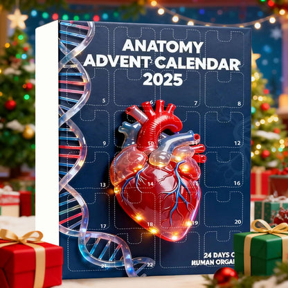 2025 Anatomy Advent Calendar Christmas Advent Calendar 24 Days With Human Organs As Ornaments Mini Models Of Human Organs