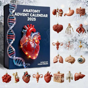 Anatomy Advent Calendar 2025 Gift For Med Student Doctor Nurse Gift Human Organ Decor Biology Christmas Gift Anatomy Ornament Set