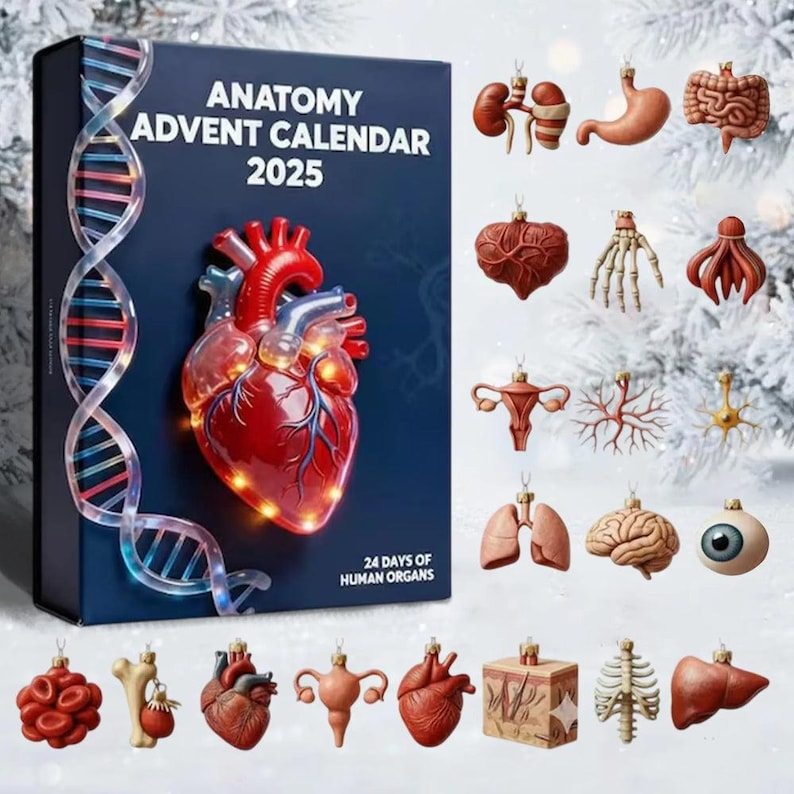 Anatomy Advent Calendar 2025 Gift For Med Student Doctor Nurse Gift Human Organ Decor Biology Christmas Gift Anatomy Ornament Set