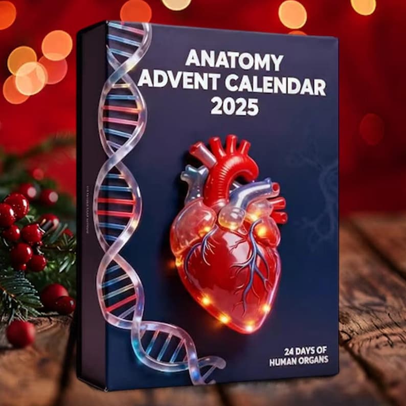Anatomy Advent Calendar 2025 Gift For Med Student Doctor Nurse Gift Human Organ Decor Biology Christmas Gift Anatomy Ornament Set