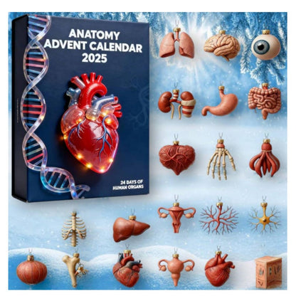 2d Acrylic Anatomy Advent Calendar 2025 24 Day Of Human Organs Anatomy Blind Box Decoration Acrylic Pendant Xmas Gift
