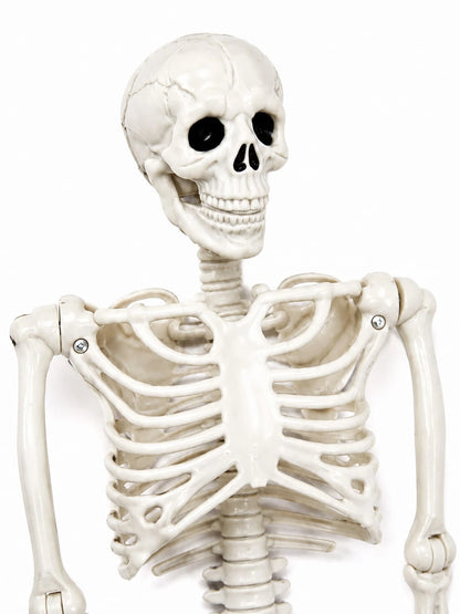Movable Joint Plastic Skeleton Halloween Prop